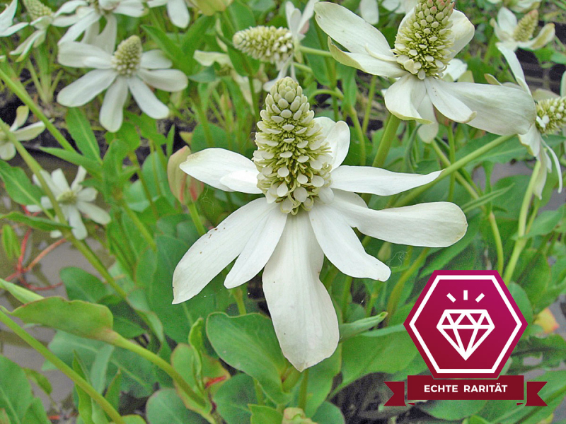 Scheinanemone - Anemopsis californica